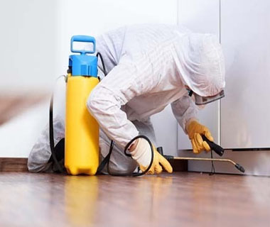 Pest Control Service in Chennai